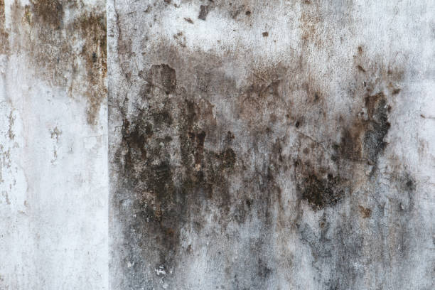 Asbestos and Lead Testing During Mold Inspection in Fosston, MN
