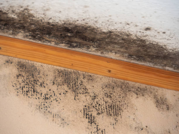 Best Industrial Mold Remediation  in Fosston, MN