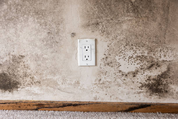 Best Commercial Mold Inspection  in Fosston, MN