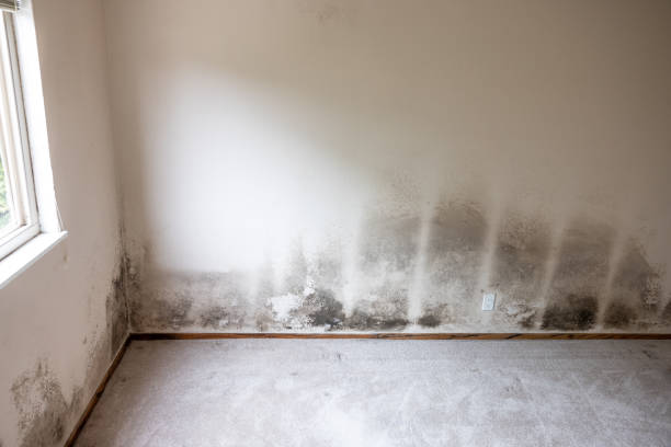 Best Basement Mold Removal  in Fosston, MN