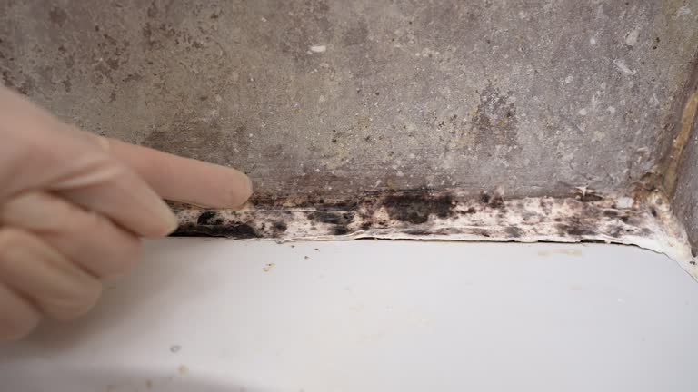 Reliable Fosston, MN Mold Removal Solutions