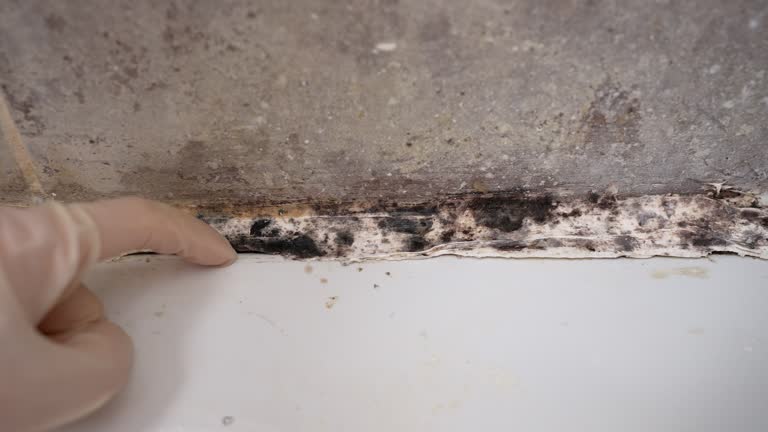 Best Mold Prevention Services  in Fosston, MN